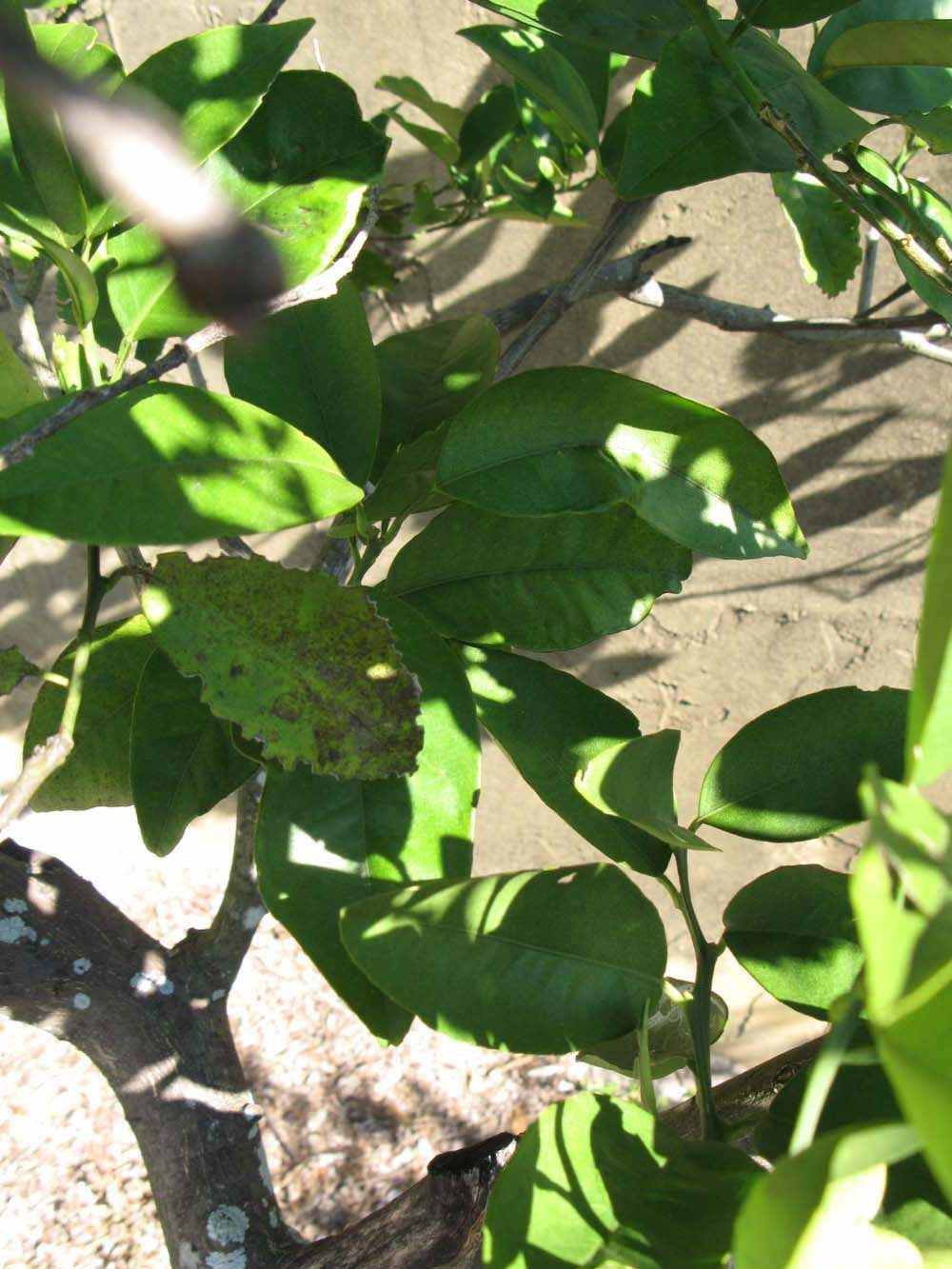              Shade leaves (Winter Haven, FL)       